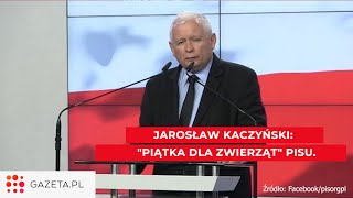 Jarosław Kaczyński zapowiada zakaz hodowli zwierząt futerkowych [upl. by Alenoel]