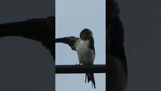 ツバメの幼鳥羽繕いYoung Hirundo rustica preening387野鳥shorts [upl. by Yrrac]