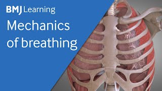 Basics of ventilation Mechanics of breathing  BMJ Learning [upl. by Aisanat]