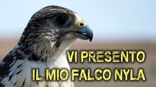 Vi presento NYLA  Un FALCO incredibile [upl. by Nonnahsed657]