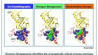 Epitope Mapping in Antibody Therapeutics and Vaccine Development The Evolving Landscape [upl. by Mairam]