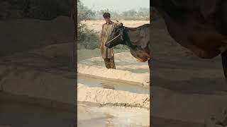 Black Cow cant drinking water cowvideos funnyanimals trending farming ruralscene funniestvide [upl. by Milburt]