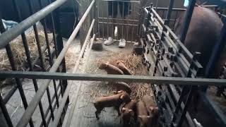 Piglets bornpiglets birthmorningcleaningpiglets cleaaningvlog Rolinsvlog1864 [upl. by Acebber]