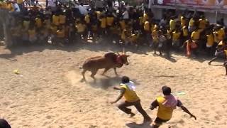 PR Sevalai Jallikattu Peravai [upl. by Aytida]