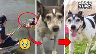 Heartwarming Rescue Senior Dog Saved from Arizona Canal [upl. by Ranger]