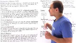 ReninAngiotensinAldosterone System [upl. by Jair]