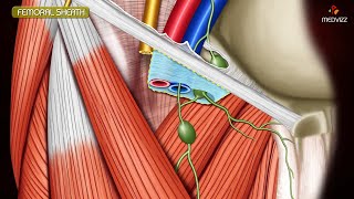 ANATOMY OF FEMORAL TRIANGLE  FEMORAL CANAL  FEMORAL SHEATH Animation [upl. by Yssirc]