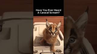 How A Caracal Sounds Like [upl. by Hgielac]