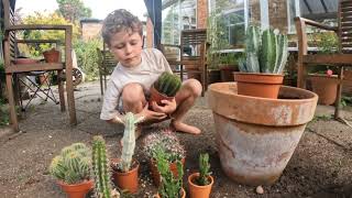 Creating a Cactus Garden in Terracotta Pot [upl. by Irot]