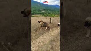 Caucasian Shepherd in the beautiful mountains of North Macedonia 🇲🇰 dog dogs pet pets [upl. by Skipper]