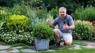 Lots of Dwarf Evergreen Low Maintenance Shrubs for Foundation Planting [upl. by Sarah]