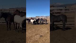 See My Horses II Horse II Rocking M Quarter Horses usa [upl. by Herv]