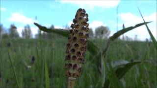 Field Horsetail  Common horsetail Equisetum arvense  20140422 [upl. by Toby753]