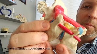 Atlantoaxial Joint and Upper Cervical Model [upl. by Svirad]