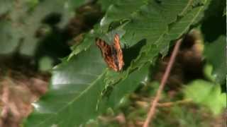 ROBERT Le Diable  Polygonia calbum  BRUITX [upl. by Tearle956]