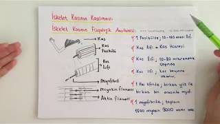 FİZYOLOJİ9KONUİskelet Kası Kasılması 1 [upl. by Quackenbush220]