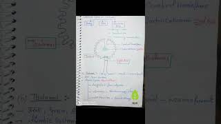 Neural control ampcoordinationclass11th hand written notes 📝biology notes [upl. by Letsirhc]