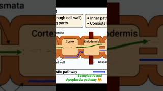 Symplastic and Apoplastic pathway 🤗l Part 2🏝️  viral botanysolution4054 [upl. by Atikat668]