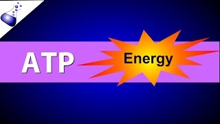 ATP Adenosine Triphosphate [upl. by Ali]