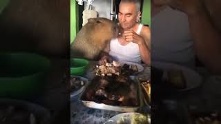 El increible video viral del carpincho que come asado en Corrientes [upl. by Kaden]