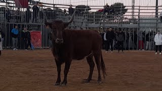 Festejos Taurinos en Moncada 2023 Especial Tarde de El Charnego Feria de Invierno 2023 [upl. by Heather]