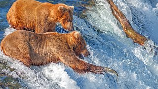 Katmai Brown Bears Salmon Fishing Spectacle in Slow Motion with Music [upl. by Wilda]