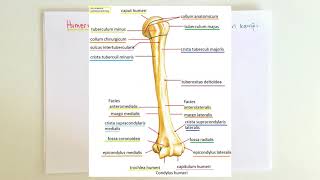 ANATOMİ10KONUÜst Ekstremite Humerus [upl. by Riker209]