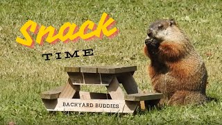 Chuckles the Groundhog Just Eating and Hanging Out [upl. by Malchus]