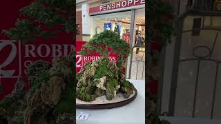 KHBS Bonsai Show [upl. by Netneuq939]