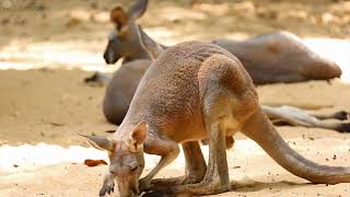 Kangaroos The Great Leaps of Nature [upl. by Afirahs697]