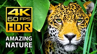 Amazing Colors of Nature in 4K HDR 60fps  Tropical Animals and Relaxing Music [upl. by Keryt585]