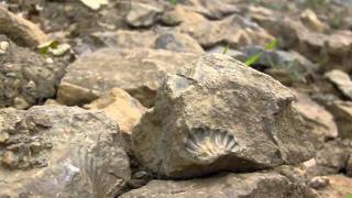 Fossilien suchen im Braunschweiger Land  Fossil Hunting [upl. by Oirasor499]