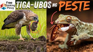 NEW🌟 TOP 5 PESTENG HAYOP at ang kanilang MORTAL NA KALABAN [upl. by Anayi]