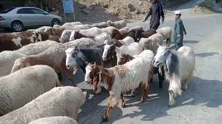 A Shepherd Journey in Madian SwatShepherd Strong and hardworking people [upl. by Laerol]