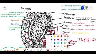 Funaria Lecture 2 Development of sporophyte and Structure of sporogonium [upl. by Roosevelt]