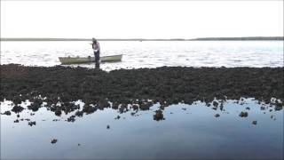 Photography From a Canoe  Chokoloskee Bay [upl. by Aiceila]