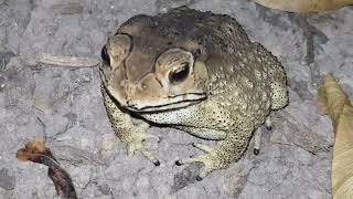 Firebellied toad Bombina bombina [upl. by Nwotna]