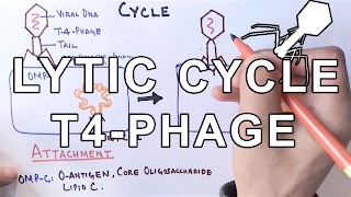 Mechanism of LYTIC CYCLE [upl. by Edan386]