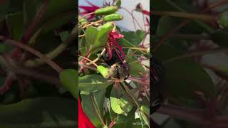 Elephant Hawk Moth Life Cycle [upl. by Car]