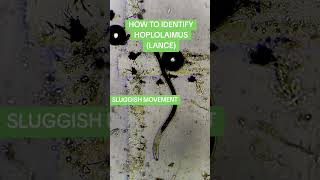 HOW TO IDENTIFY HOPLOLAIMUS LANCE NEMATODEmicroscope nematodes ppn agriculture stem [upl. by Rafaelof679]