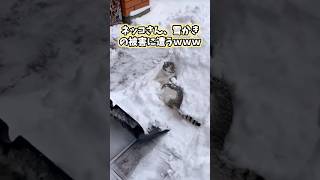 雪とネッコの動画見てニヤけたら負けwww 猫 猫のいる暮らし ねこ 猫動画 かわいい 癒し 2ch動物スレ [upl. by Schreck]