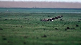 Oostvaardersplassen  Jagende zeearend grijpt jonge gans HD [upl. by Nnahtebazile563]