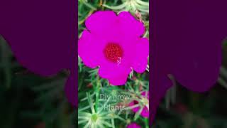 Rose Moss in Full Bloom Watch These Vibrant Flowers Shine  shorts viral trending DIYGrowPlant [upl. by Leasim]