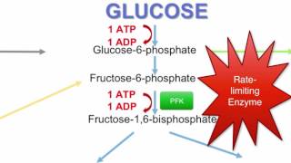 Energy Pathways 05  Glycolysis Enzymes [upl. by Lala]