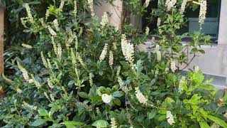 Clethra alnifolia  Summer Sweet Clethra [upl. by Peursem]