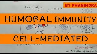 Humoral immunity and cellmediated immunity [upl. by Iccir]