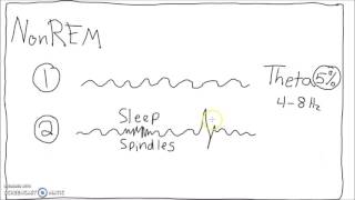 Neuroscience  Sleep Cycle EEG [upl. by Bein]