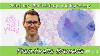 Francisella and Brucella Part 1  Veterinary Bacteriology and Mycology [upl. by Hannad370]