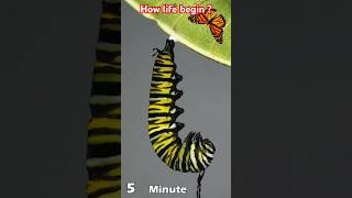 How Monarch butterfly pupation life begin timelapse shorts [upl. by Eynobe]