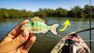 Will the Livetarget Pinfish Catch Big Snook Lure Review [upl. by Evander]